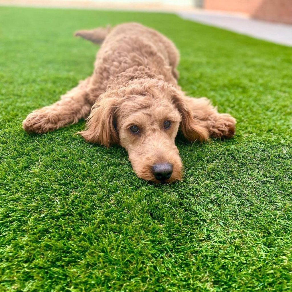 dog relaxing om artificial grass